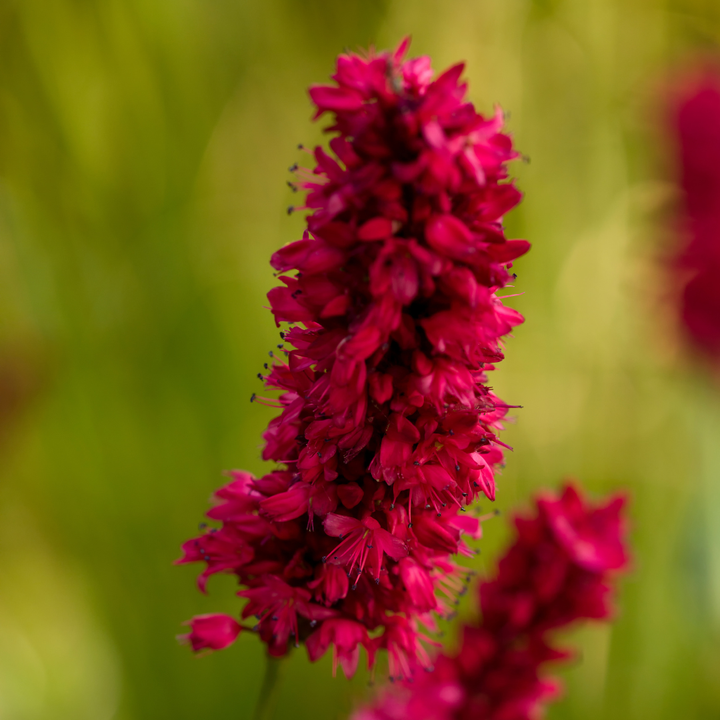 60x Persicaria Amplexicaulis 'Blackfield' - ↕10-25cm - Ø9cm