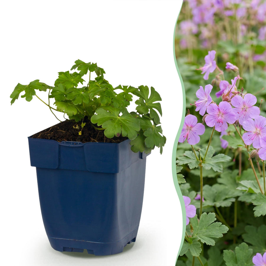 24x Geranium macrorrhizum Czakor bigroot cranesbill in 11cm pots