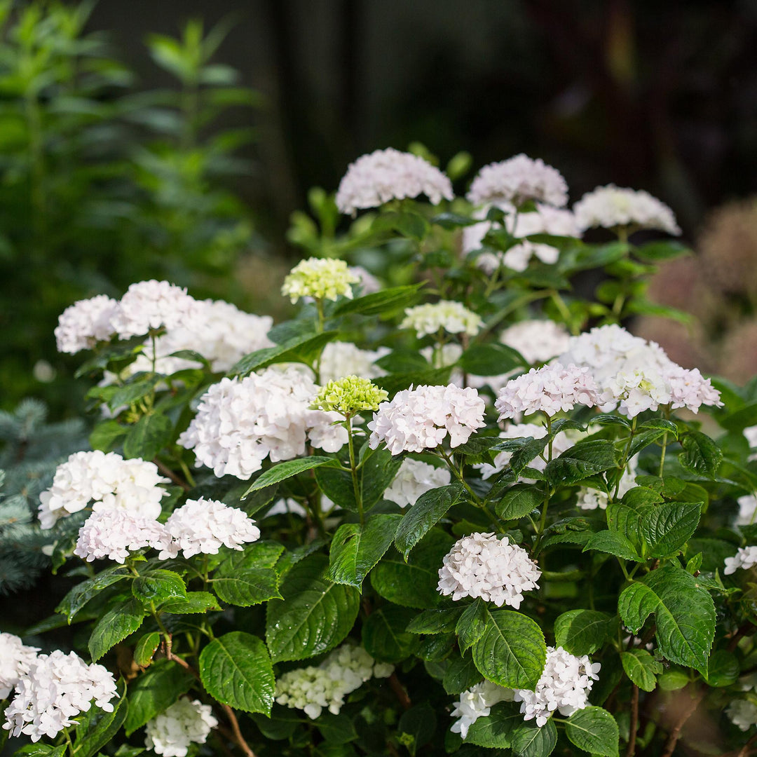 8 Hydrangea macrophylla Endless Summer The Bride plants in 14cm pots - view 5