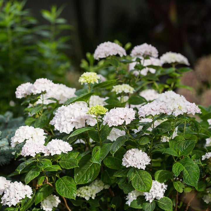 8 Hydrangea macrophylla Endless Summer The Bride plants in 14cm pots - view 5