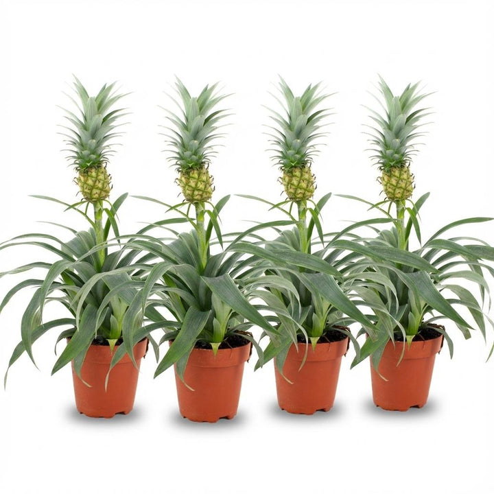 Ornamental Pineapple Plant 'Mi Amigo'