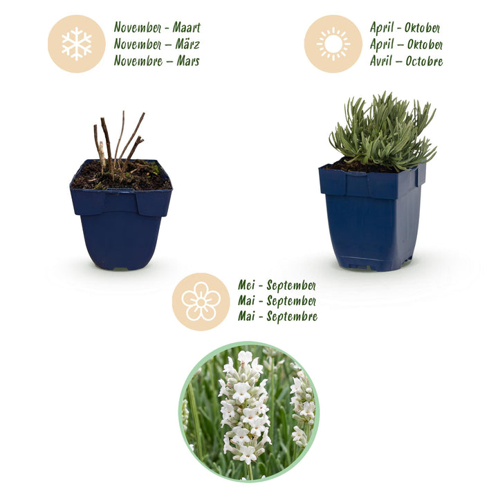 Lavandula angustifolia 'Edelweiss' white lavender, pack of 24 plants in 11cm pots - view 4