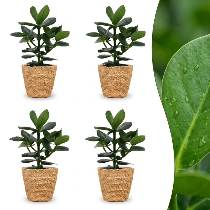 Clusia Princess - Clusia Princess - 4 Plants - with Basket - Pot 12cm - Height - 40cm