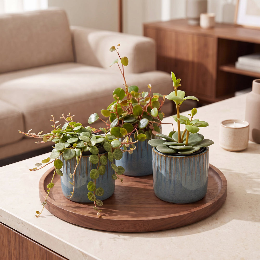 Baby Peperomia Mix houseplants, pack of 3, image 3