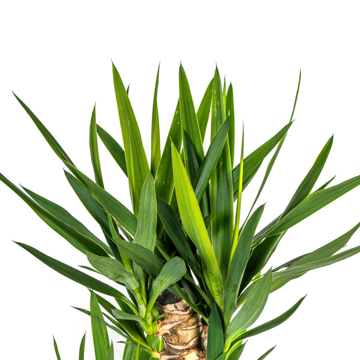 Yucca Elephantipes 120-140cm — Spineless Yucca in 24cm pot, with basket