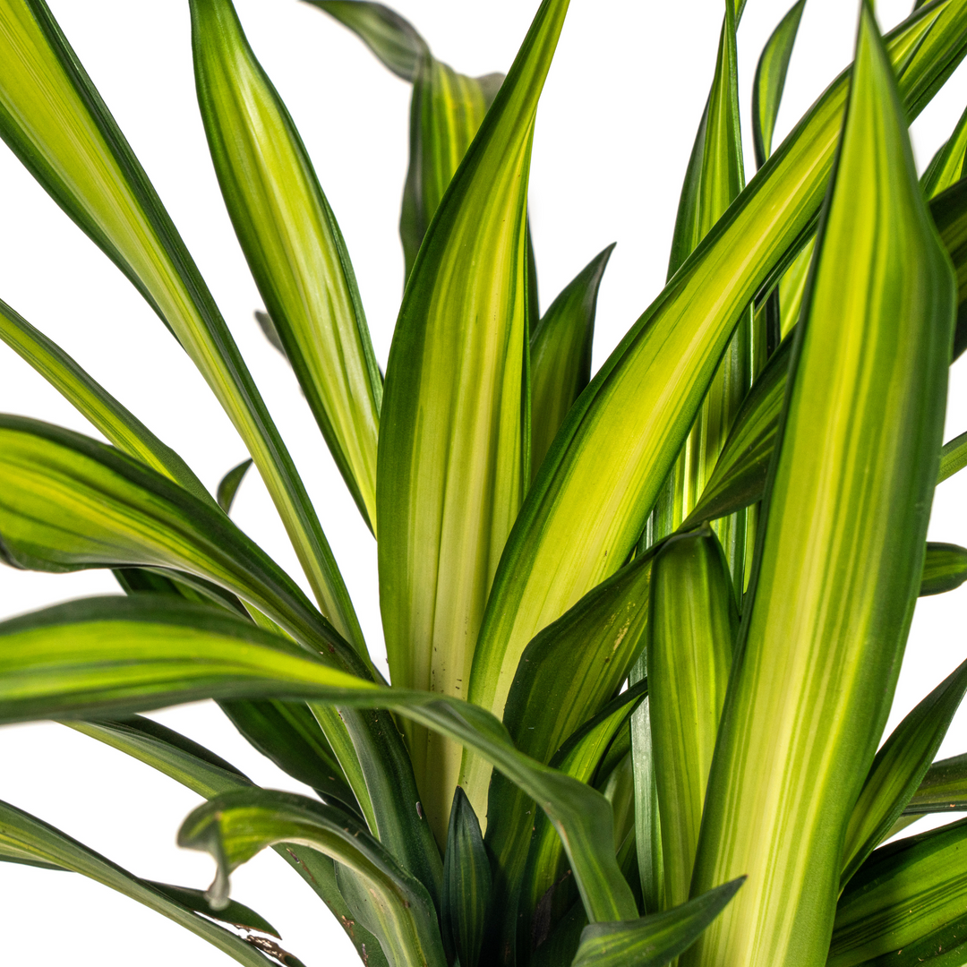 Dracaena Deremensis Rikki 90-110cm — Dragon Tree in 21cm pot