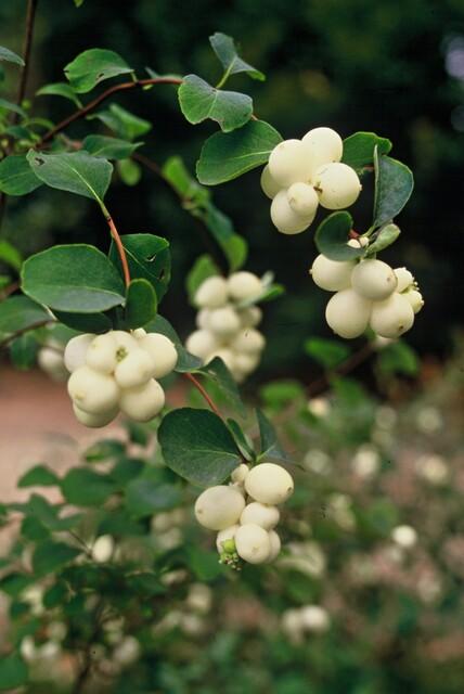 48x Symphoricarpos 'Hancock' Snowberry - Hardy Ground Cover 10-25cm