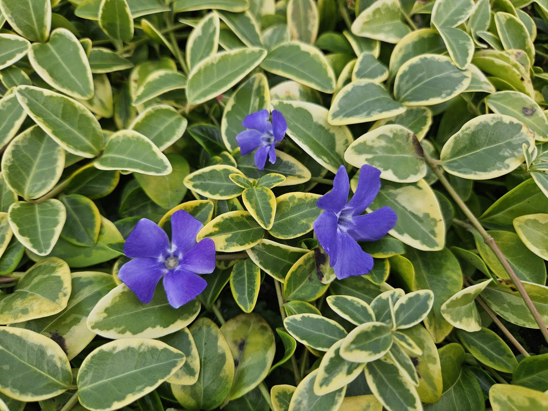 40x Vinca minor 'Aureovariegata' Variegated Periwinkle - 9cm Pots