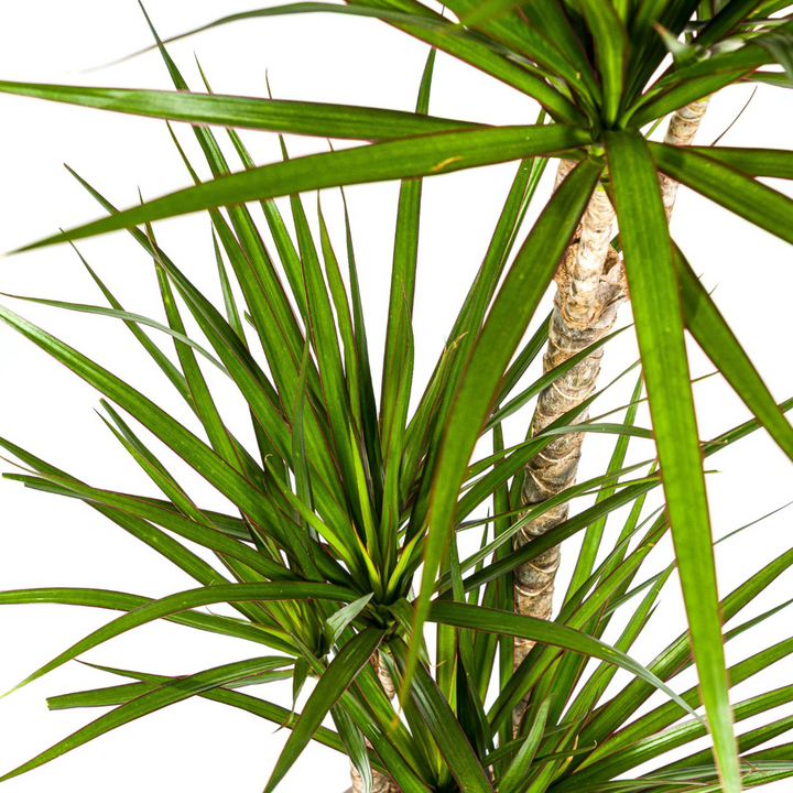 Dracaena Marginata Green 110-130cm — Madagascar Dragon Tree in 21cm pot, with basket