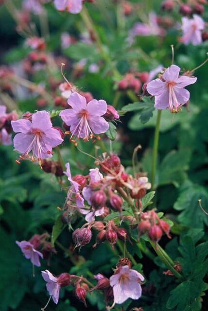 40x Bigroot Geranium 'Ingwersen's' - Hardy Pink Ground Cover - Ø9cm