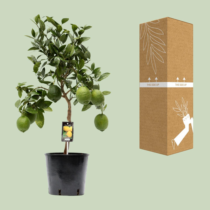 Citrus Lemon Tree 80cm - Indoor Plant Ø22cm Pot - Easy Care