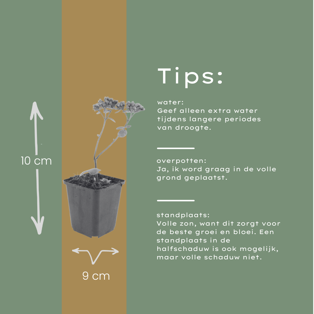 6x Sedum 'Matrona' - ↕10-25cm - Ø9cm