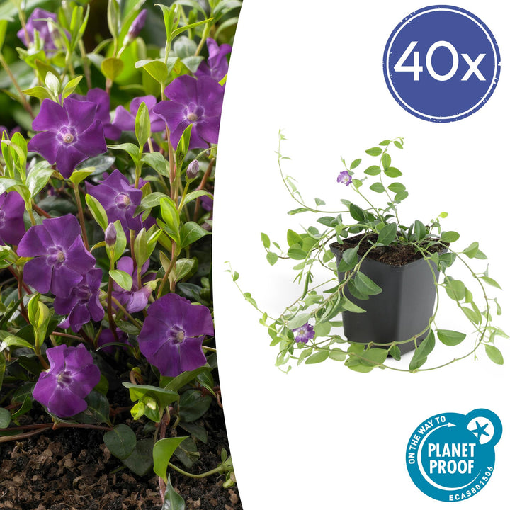 40x Vinca Minor Atropurpurea | Purple Periwinkle Ground Cover | 9cm