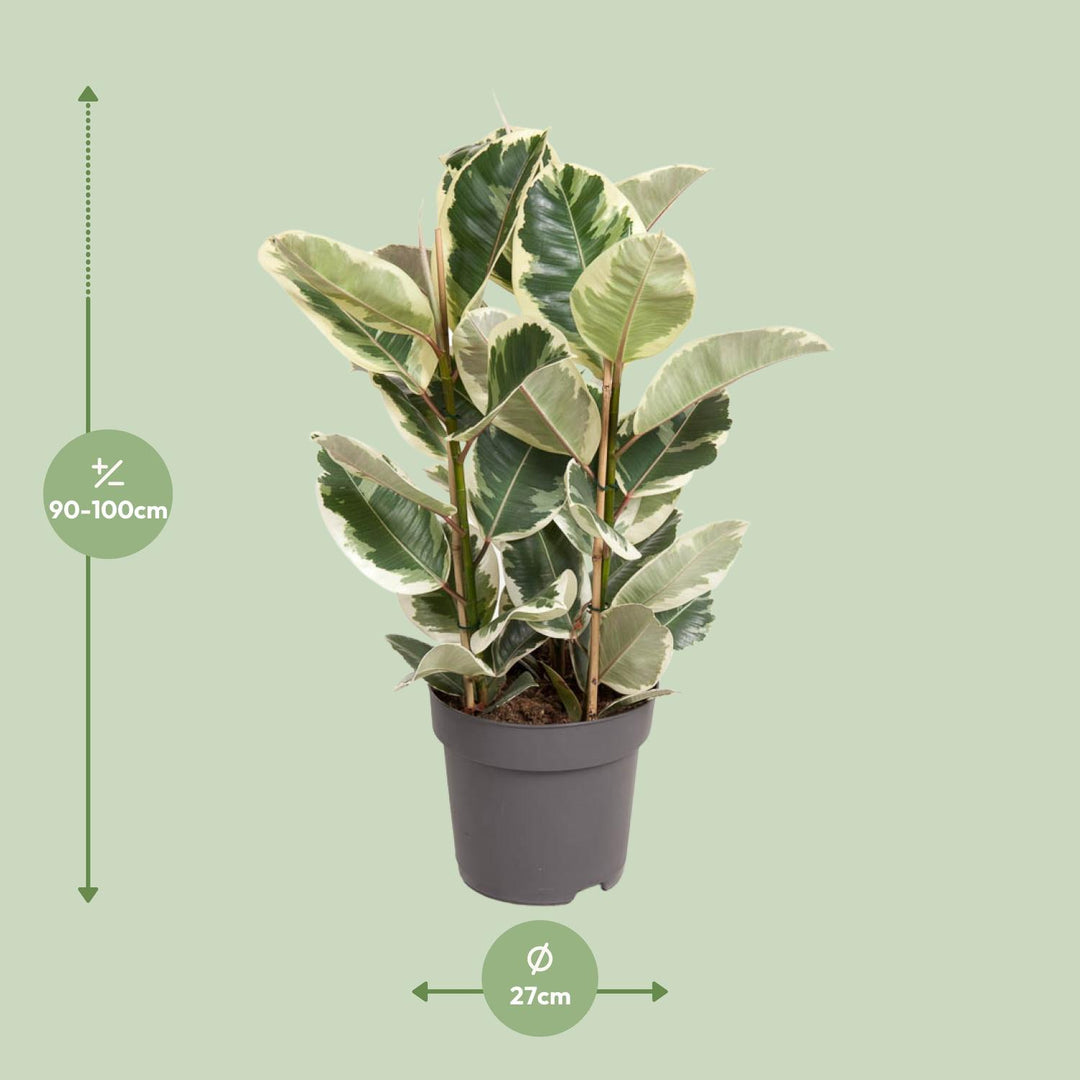 Ficus Elastica Tineke - Variegated Rubber Plant 100cm Indoor