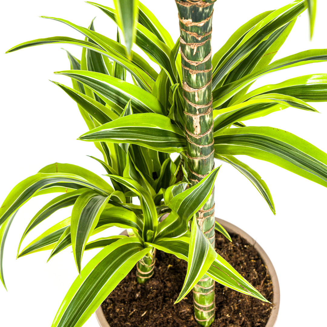 Dracaena Deremensis Lemon Lime 90-110cm — Dragon Tree in 21cm pot