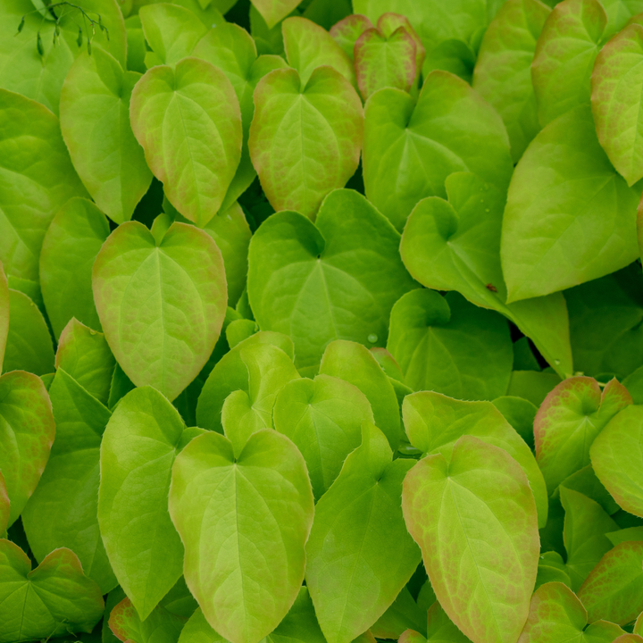 24x Epimedium rubrum - ↕10-25cm - Ø9cm
