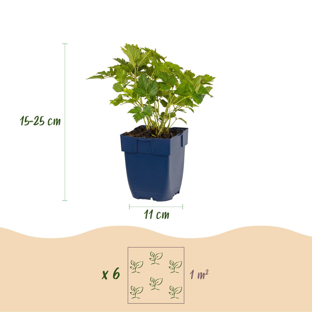 24 Astilbe chinensis var. pumila plants in 11cm pots, 15-25cm tall - view 3