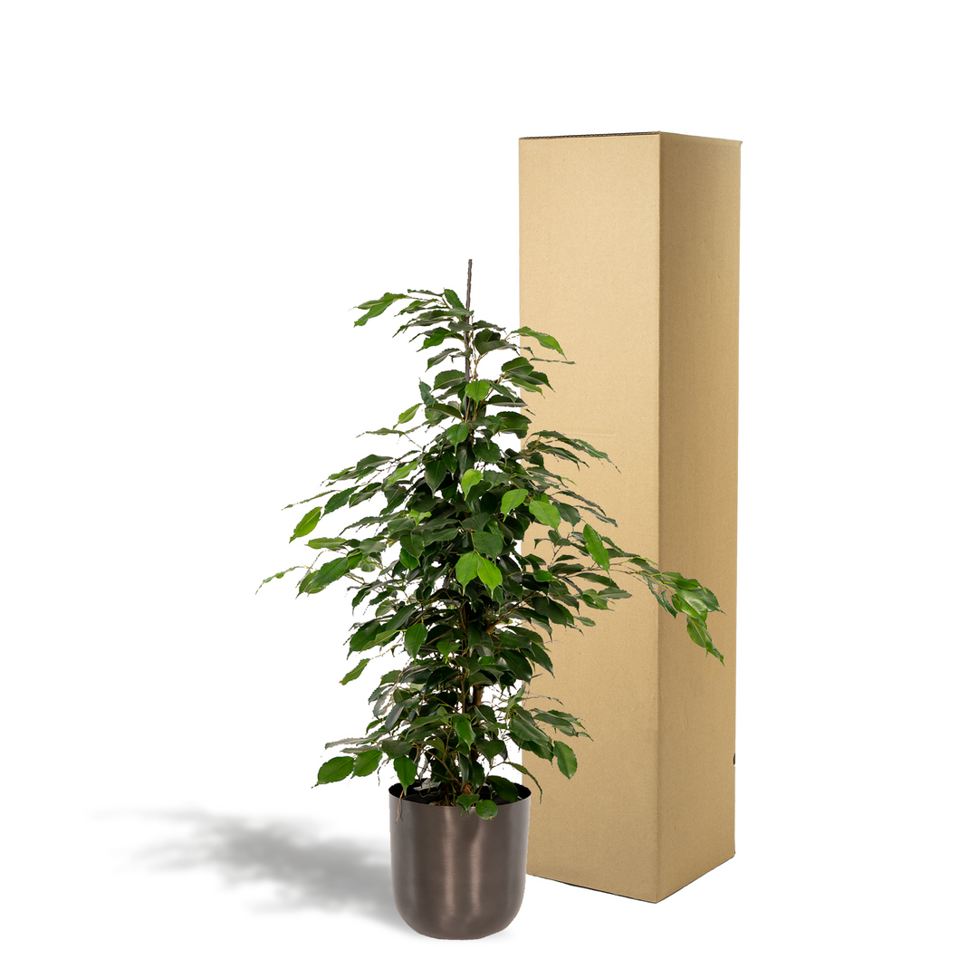 Ficus Benjamina Danielle - Weeping Fig Houseplant 95cm Tall