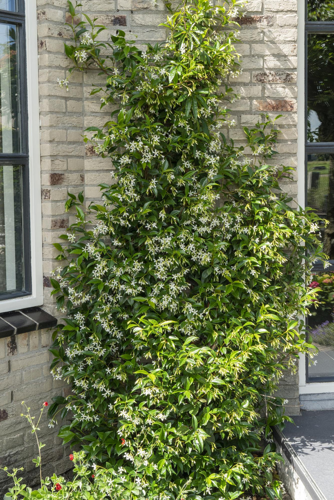 3x Trachelospermum Mix - Star Jasmine Selection - Ø15cm - ↕65cm