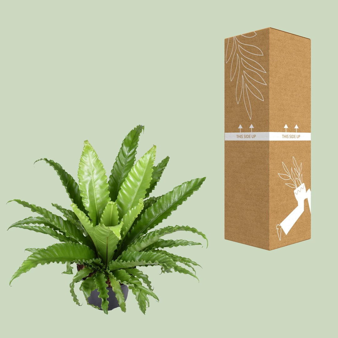 Asplenium Antiquum 'Osaka' Bird's Nest Fern - 60cm Indoor Plant
