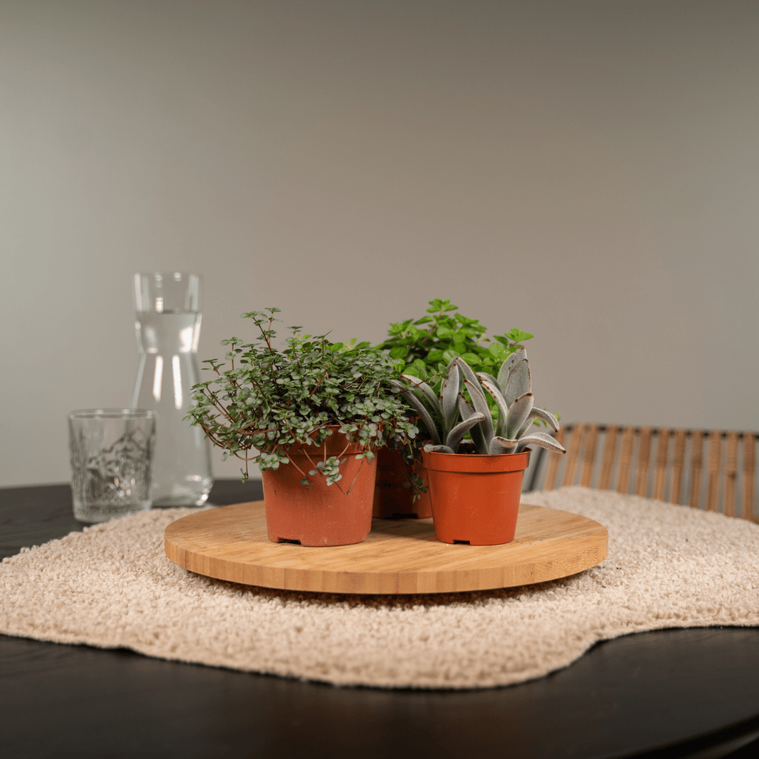 Succulent Mix: Assorted Easy-Care Succulents – Bright Light & Drought Tolerant!