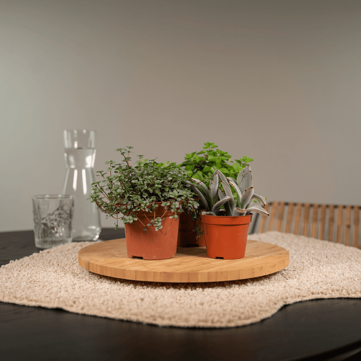 Succulent Mix: Assorted Easy-Care Succulents – Bright Light & Drought Tolerant!