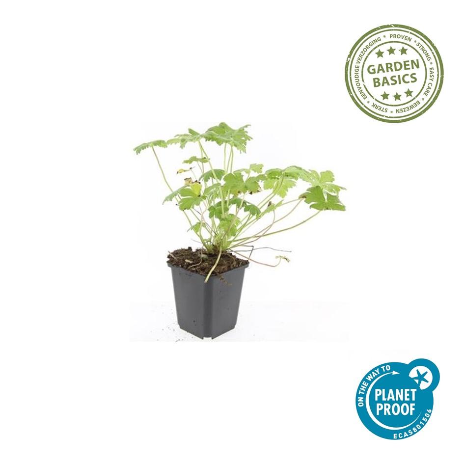 Geranium Macrorrhizum Czakor - Pink Shade Groundcover Plants