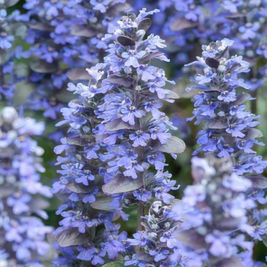Ajuga reptans 'Burgundy Glow' with dense spikes of blue-purple flowers and grey-green foliage, displayed in outdoor…