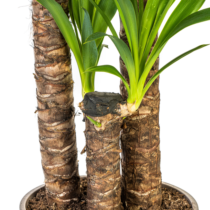 Yucca Elephantipes 120-140cm — Spineless Yucca in 24cm pot, with basket