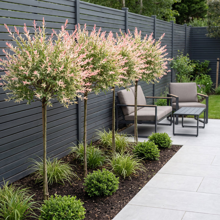 4x Salix integra 'Flamingo' Flamingo Willow in 23cm pots, 140-160cm - view 6