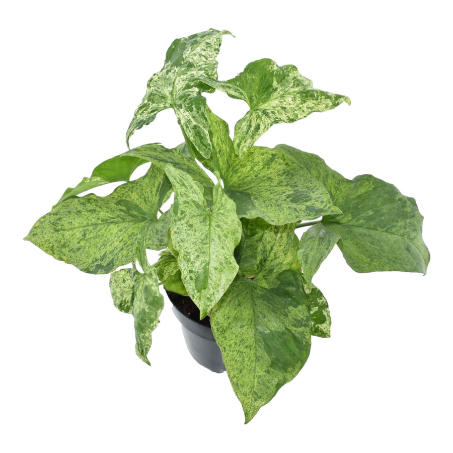 Variegated Syngonium Mottled Arrowhead Plant in a 25cm pot, featuring green and cream leaves, by Everspring.