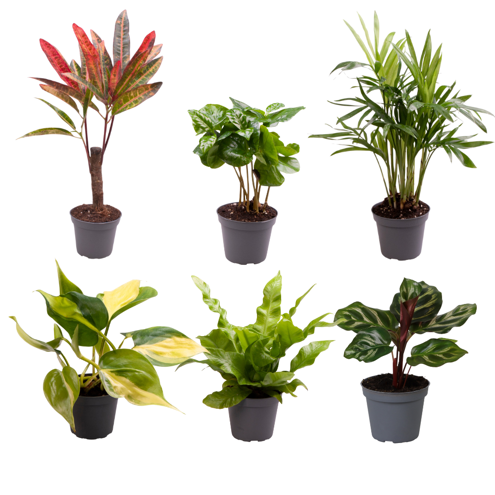 Desk Plants - Small Office & Indoor Plants