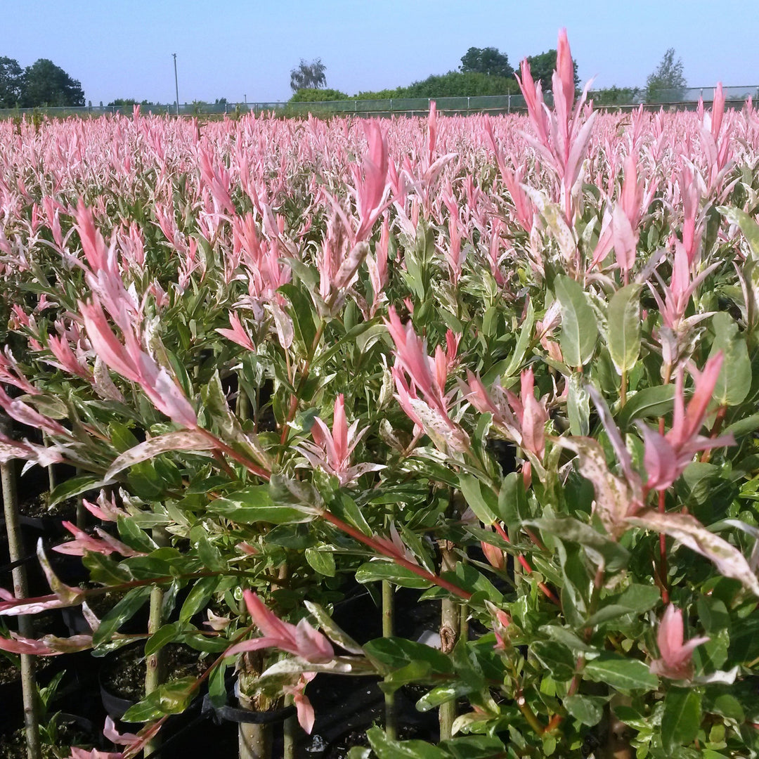 4x Salix integra 'Flamingo' Flamingo Willow in 17cm pots, 70-80cm - view 5