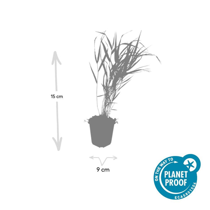 6x Hakonechloa macra - ↕10-25cm - Ø9cm