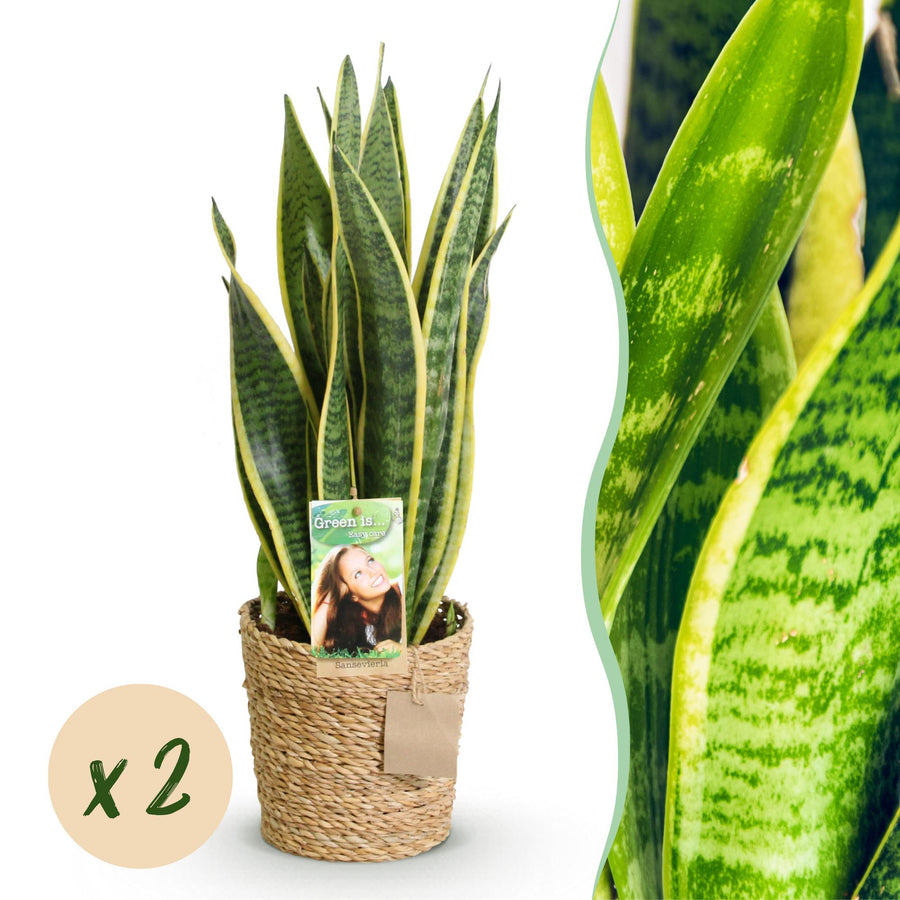 Snake plant Sansevieria Laurentii with upright yellow-edged leaves in a woven seagrass basket