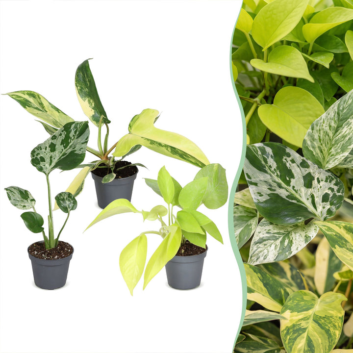 Baby Tropical Mix, 3 tropical houseplants in 6cm pots