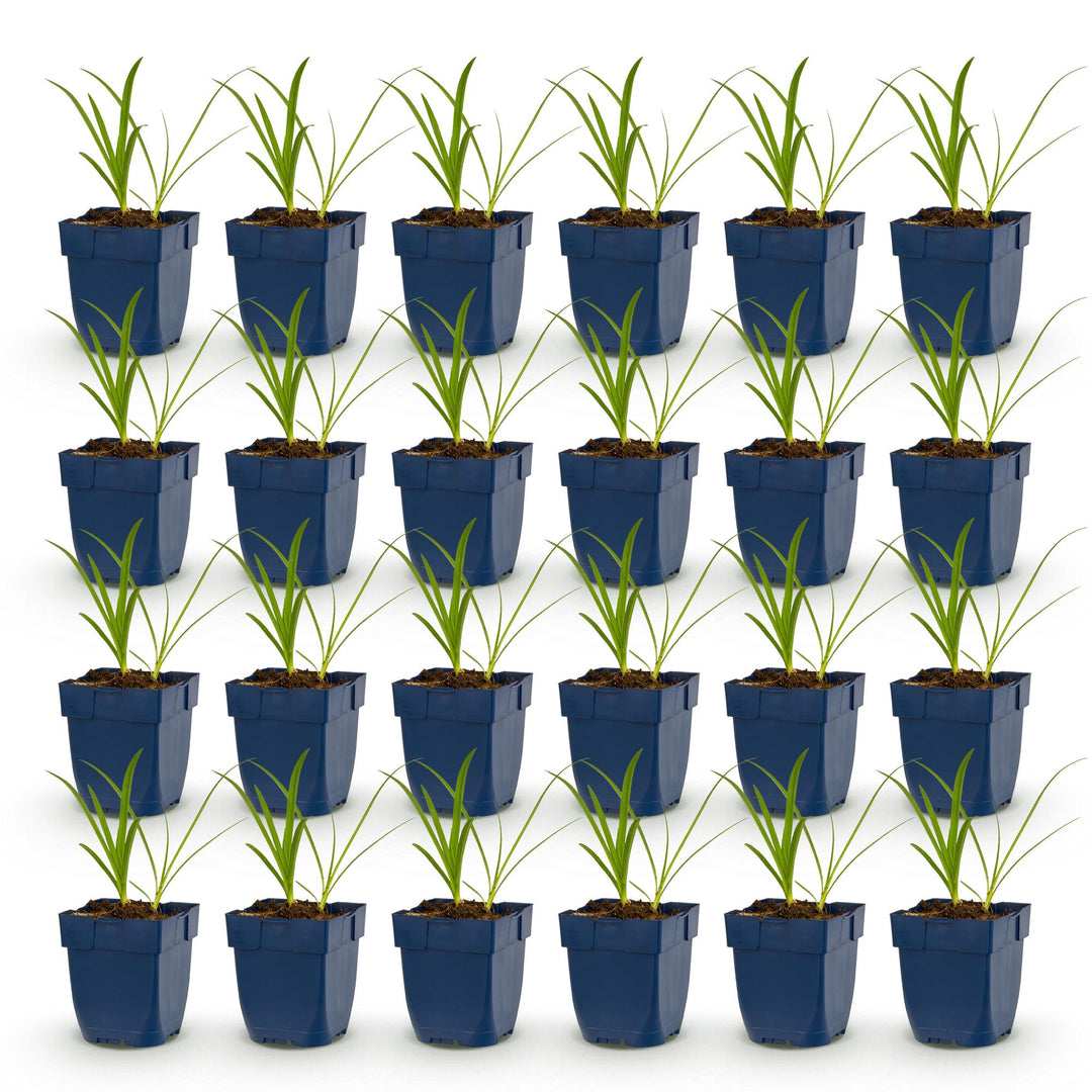 Plante vivace - Agapanthus africanus Albus - Lys africain - Attracteurs d'abeilles et de papillons - Blanc - 24 Plantes - Pot 11cm - Hauteur 15-25cm