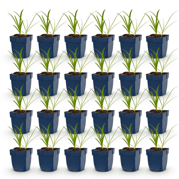 Plante vivace - Agapanthus africanus Albus - Lys africain - Attracteurs d'abeilles et de papillons - Blanc - 24 Plantes - Pot 11cm - Hauteur 15-25cm
