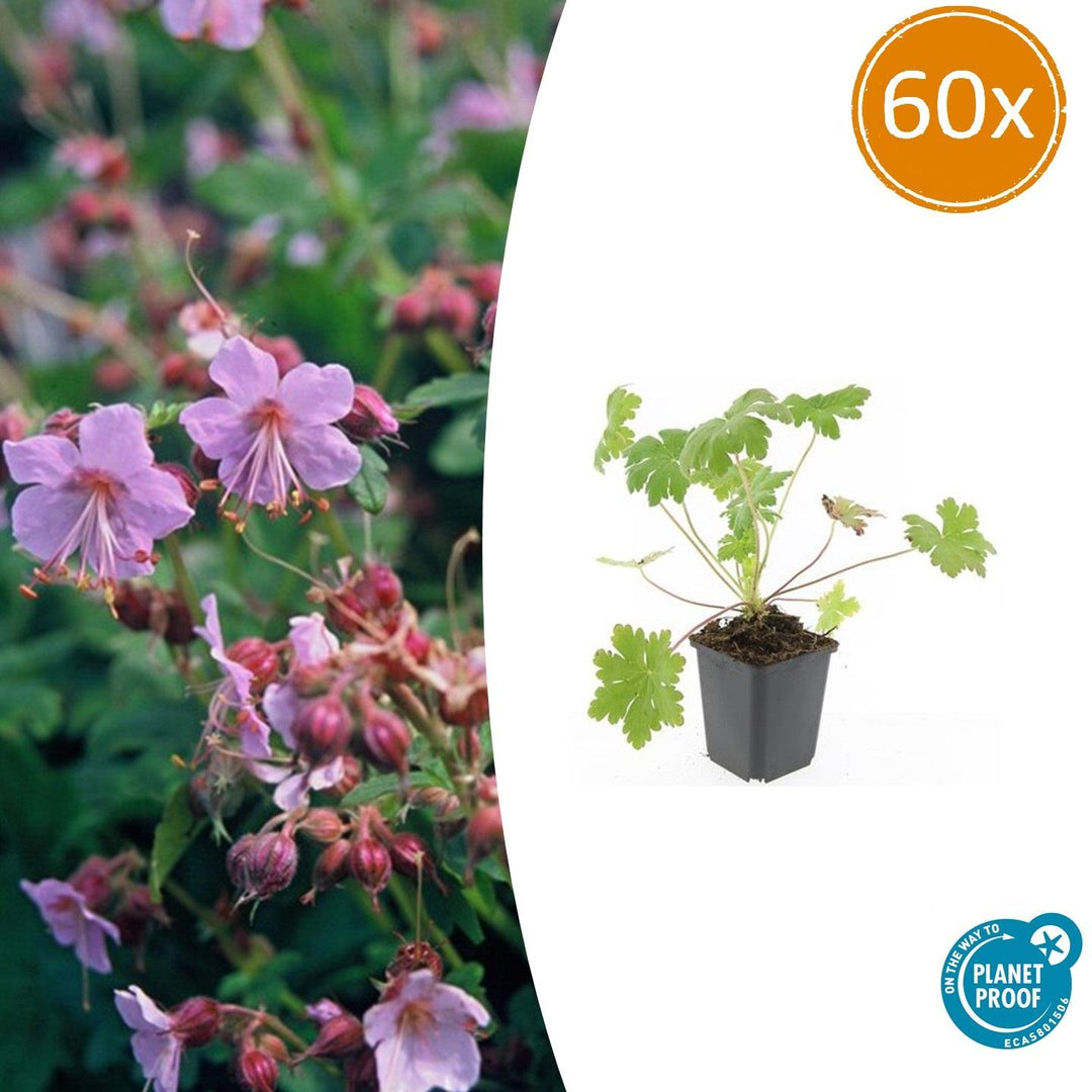 Geranium macrorrhizum Ingwersen's Variety - Hardy Pink Groundcover