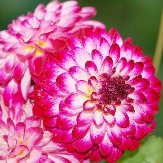Flowerbulbs Amsterdam - Mix Pompon Splash, 12 Dahlia Little Robert & 12 Dahlia Ralphie tubers for 4 m²