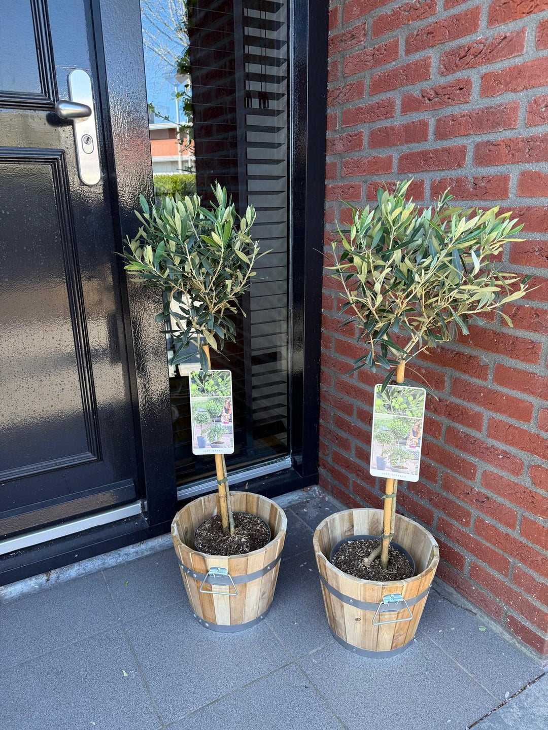 Olea Europaea olive tree on stem 90cm — single woody trunk with rounded canopy of grey-green olive leaves in a Ø19cm pot, evergreen terrace and balcony tree