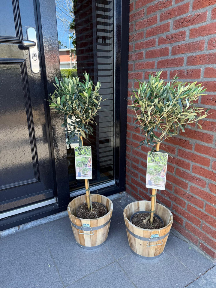 Olea Europaea olive tree on stem 90cm — single woody trunk with rounded canopy of grey-green olive leaves in a Ø19cm pot, evergreen terrace and balcony tree