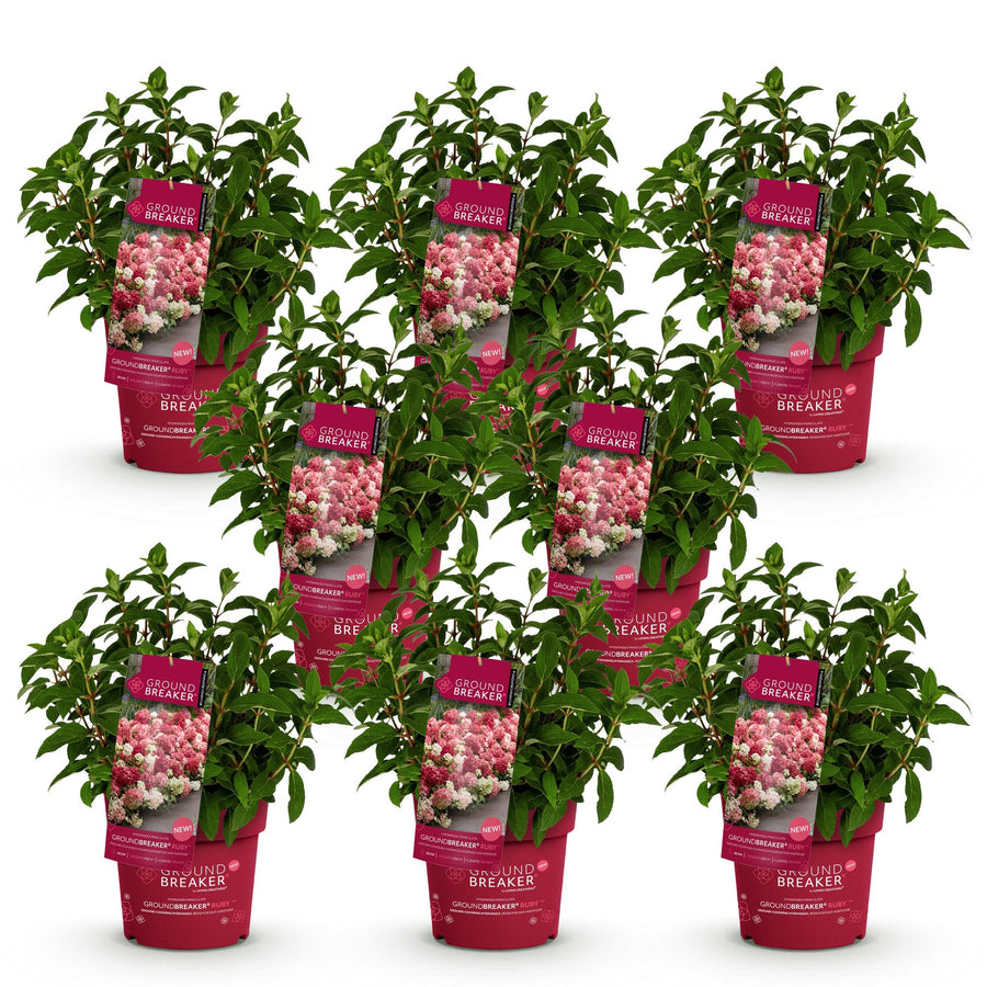 8 Hydrangea paniculata Groundbreaker Ruby plants in 14cm pots - view 2
