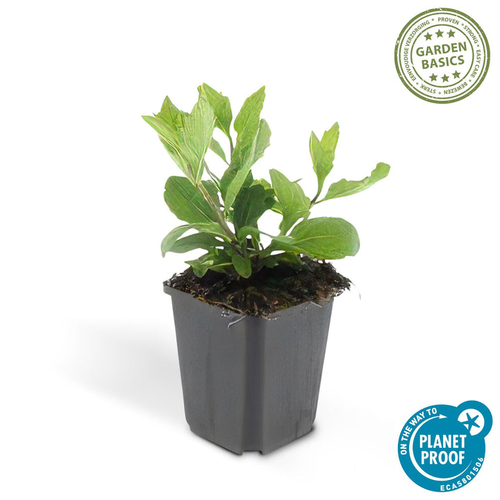 48x Aster ageratoides 'Asran' Hardy Perennial - 9cm Pot