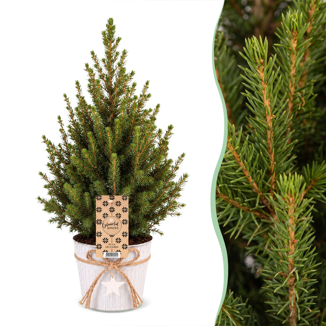 Pack of 4 potted dwarf spruce Christmas trees, 65cm in 17cm pots with a zinc pot