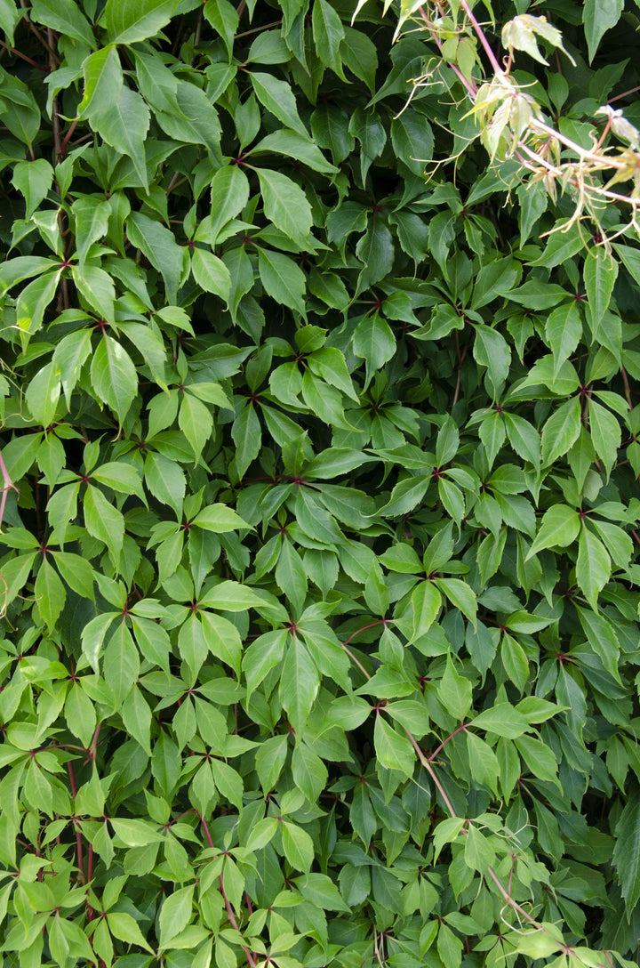 Virginia Creeper Plants 4 Pack - Parthenocissus 65cm - Self Climbing