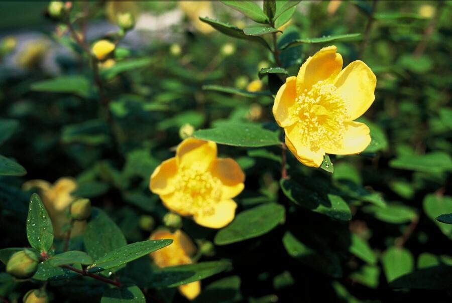 Hypericum 'Peter Dummer' with bright yellow cup-shaped flowers and prominent stamens, small green oval leaves, dewdrops…