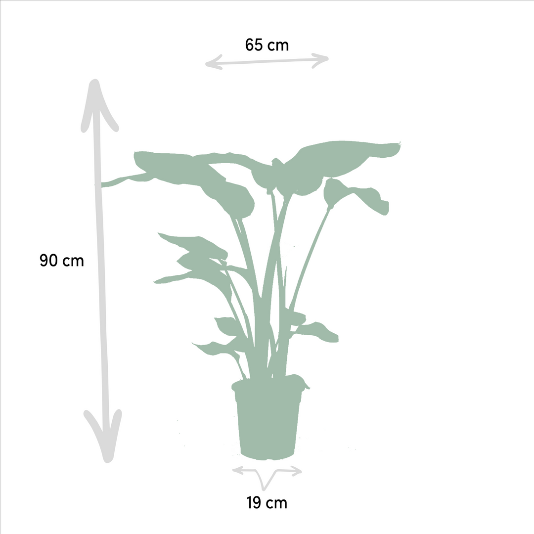 Lush green Strelitzia Nicolai plant with large, tropical leaves from Everspring, ideal for indoor spaces.