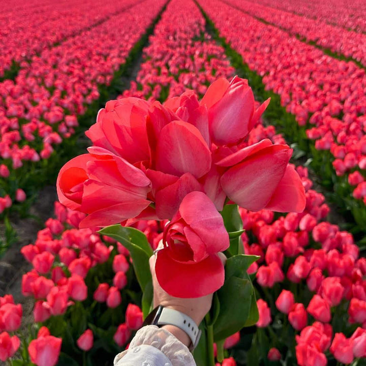 Handheld bouquet of vibrant pink tulips from Everspring's Super Tulip Mix in a flower field