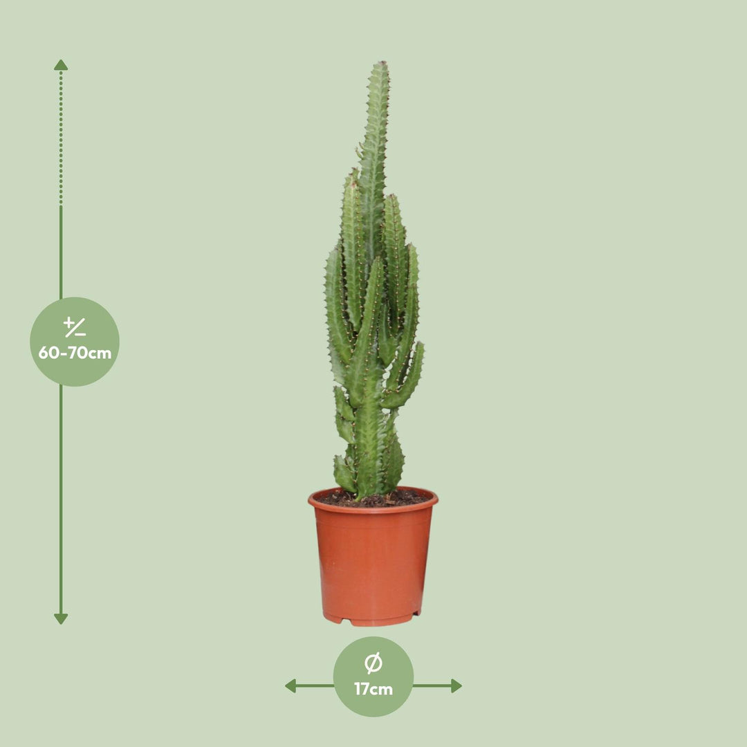 Euphorbia Trigona 70cm — African Milk Tree in 17cm pot